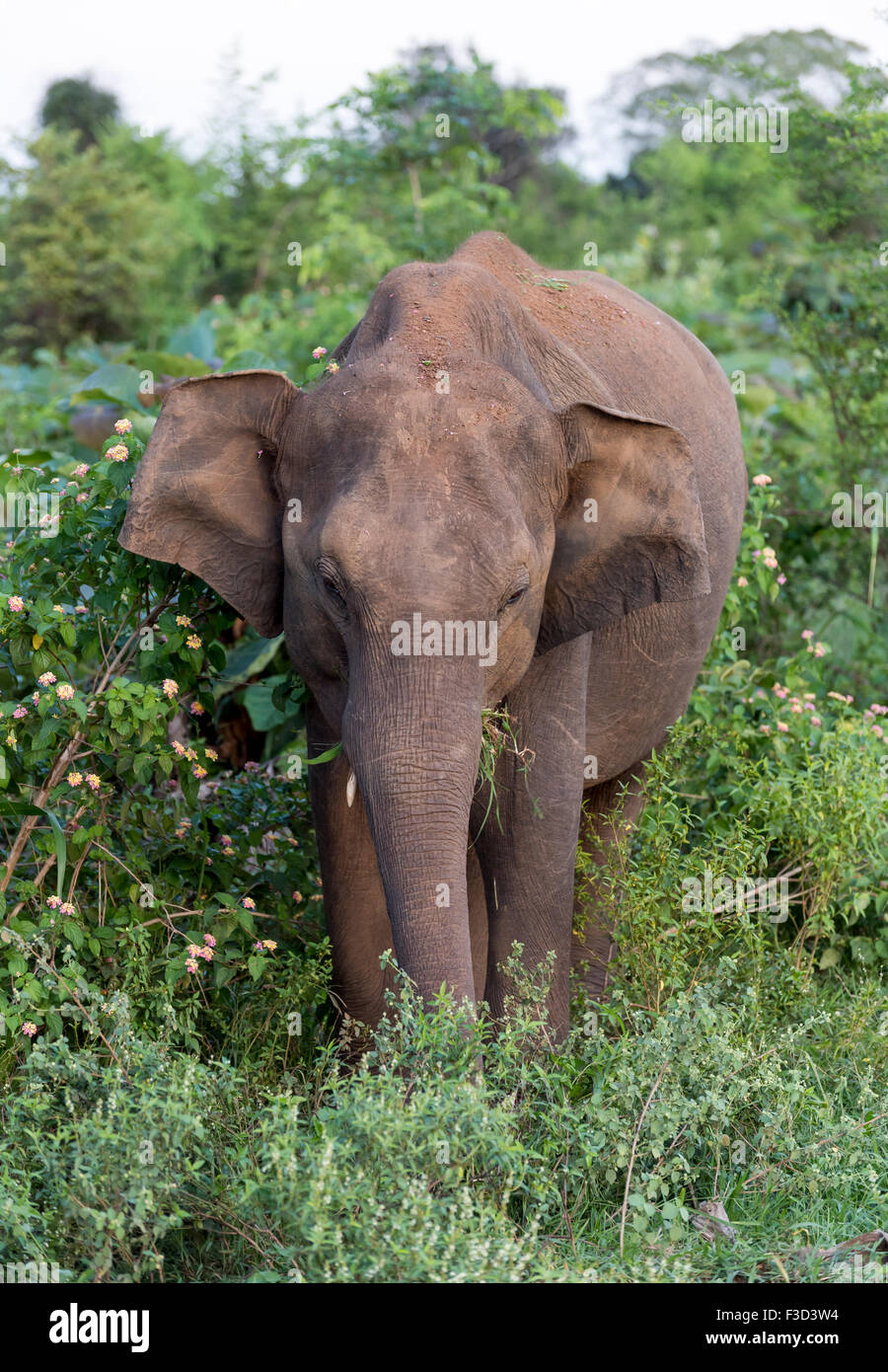 Elephant in the Udawalawe National Park, Sri Lanka Stock Photo