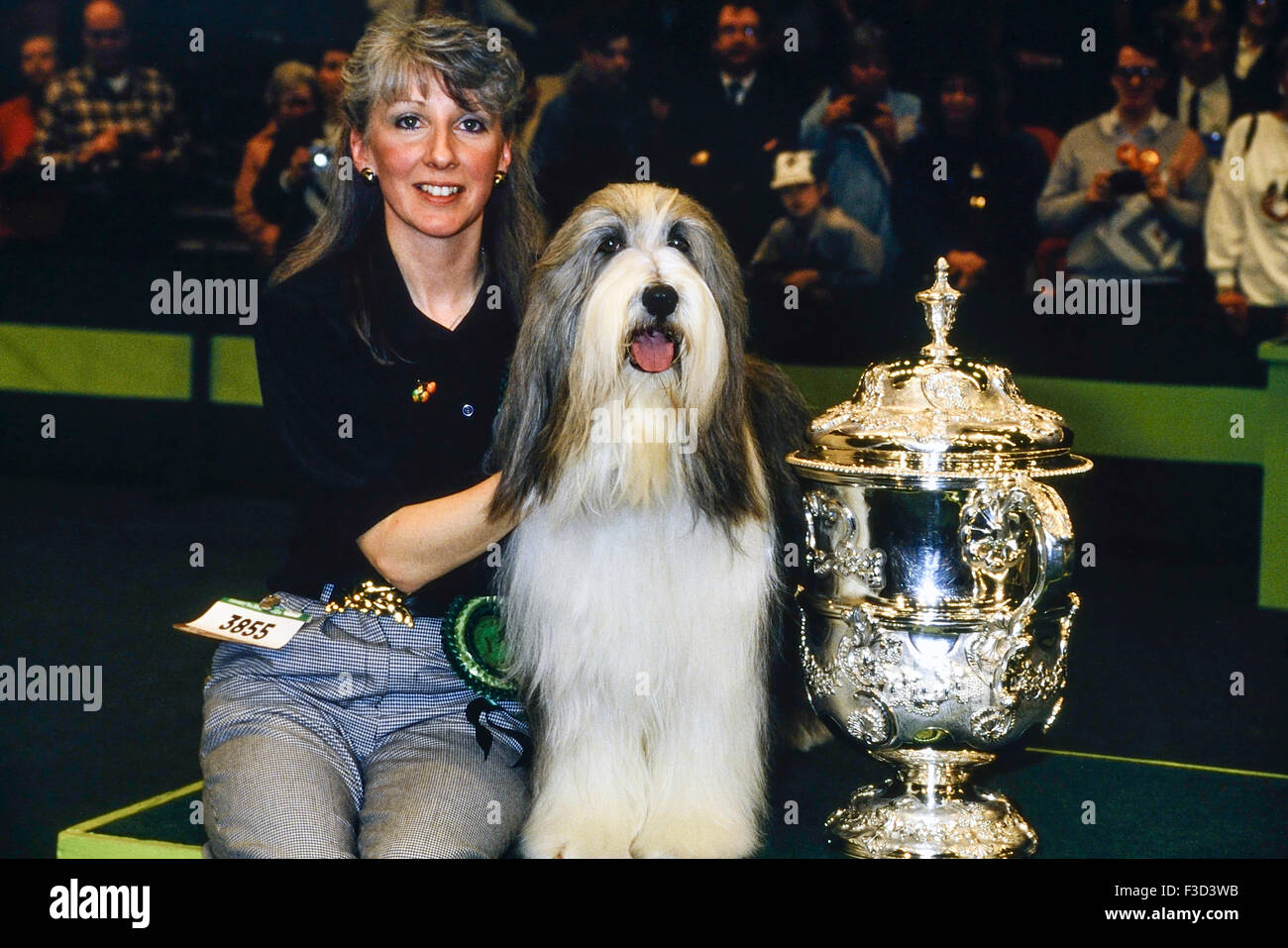Crufts 1989 Best in show winner. Potterdale Classic of Moonhill. Bearded Collie. Owned by Brenda White. Earls Court. London. England, UK Stock Photo