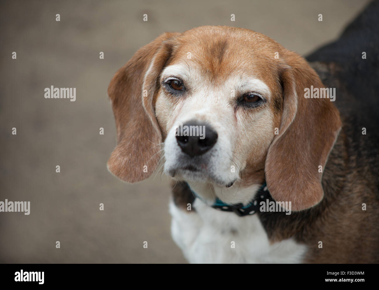 elderly beagle dog partial body looks up at camera with sleepy squinting eyes against a cement background. Stock Photo