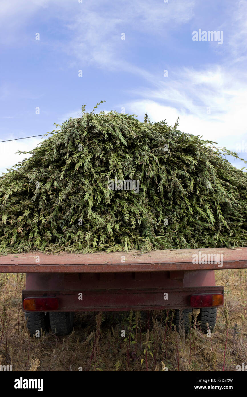 Piledup fresh harvest of sesame seedpods plants loaded on a coachwork