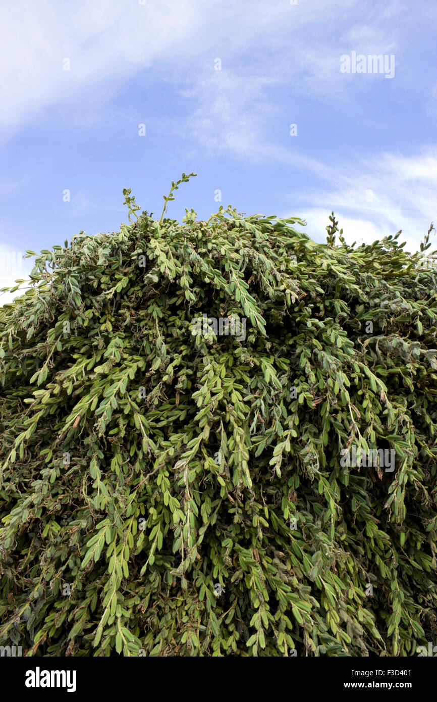 Piled-up fresh harvest of sesame seedpods plants against blue sky. Limnos, Greece Stock Photo