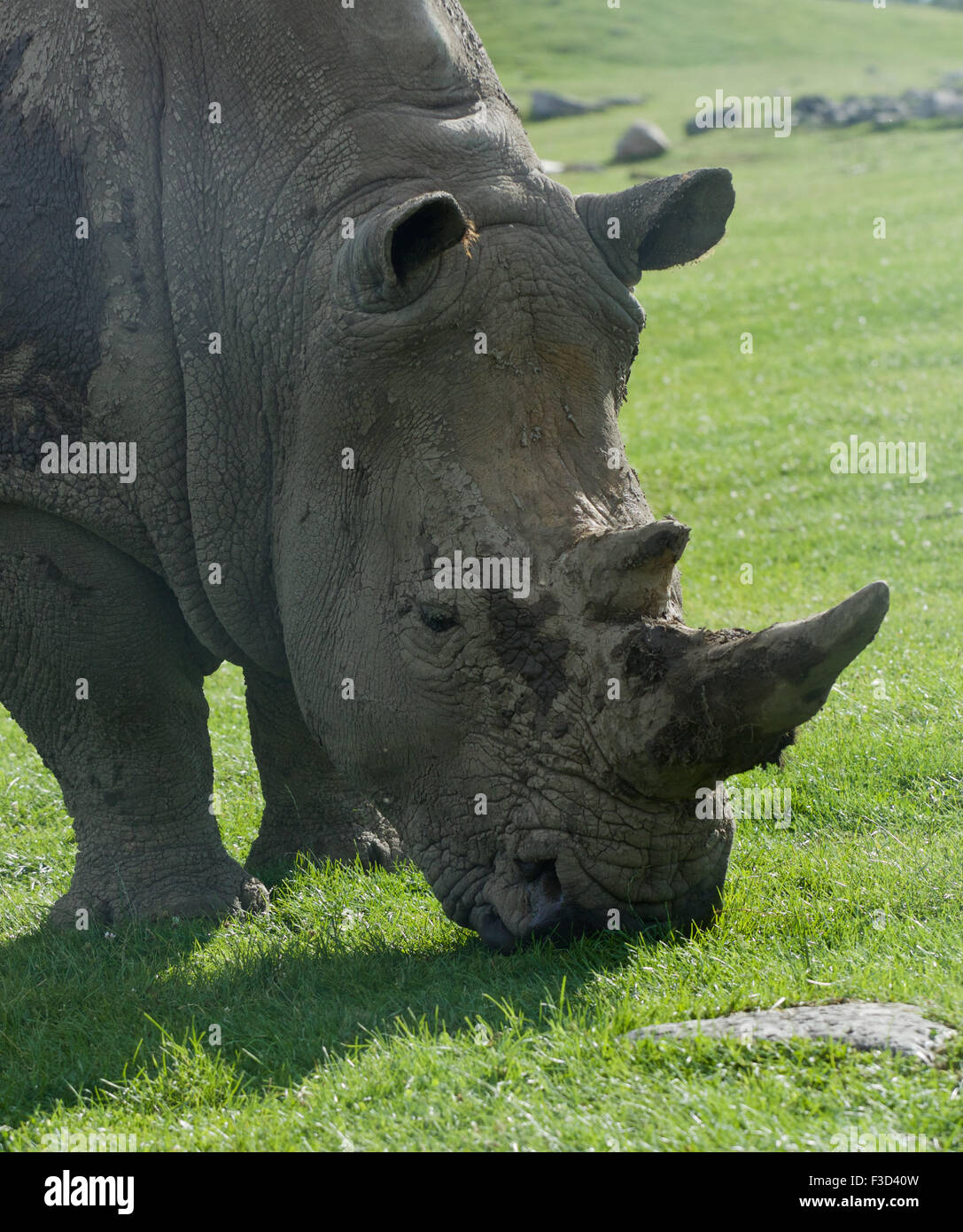 Beautiful portrait of the white rhinoceros on the field Stock Photo