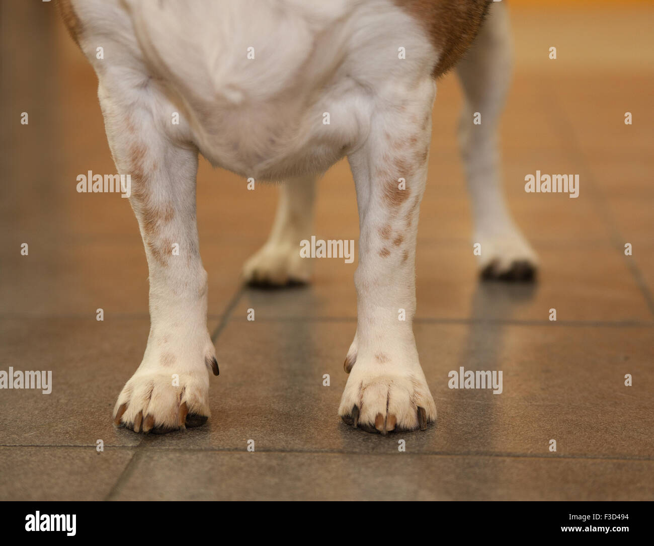 senior beagle dog shows only his 4 white legs and paws on a tiled floor Stock Photo