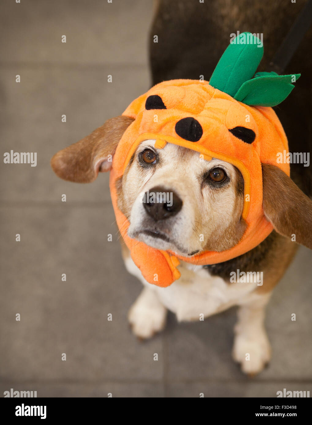 Elderly beagle dog wears Halloween costume of pumpkin on his head, looking  up at camera with his ears out Stock Photo - Alamy