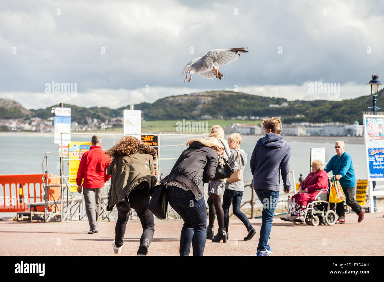 Two young female tourists duck down and a young male runs in panic as a gull dive-bombs and steals their ice-cream cone. Stock Photo