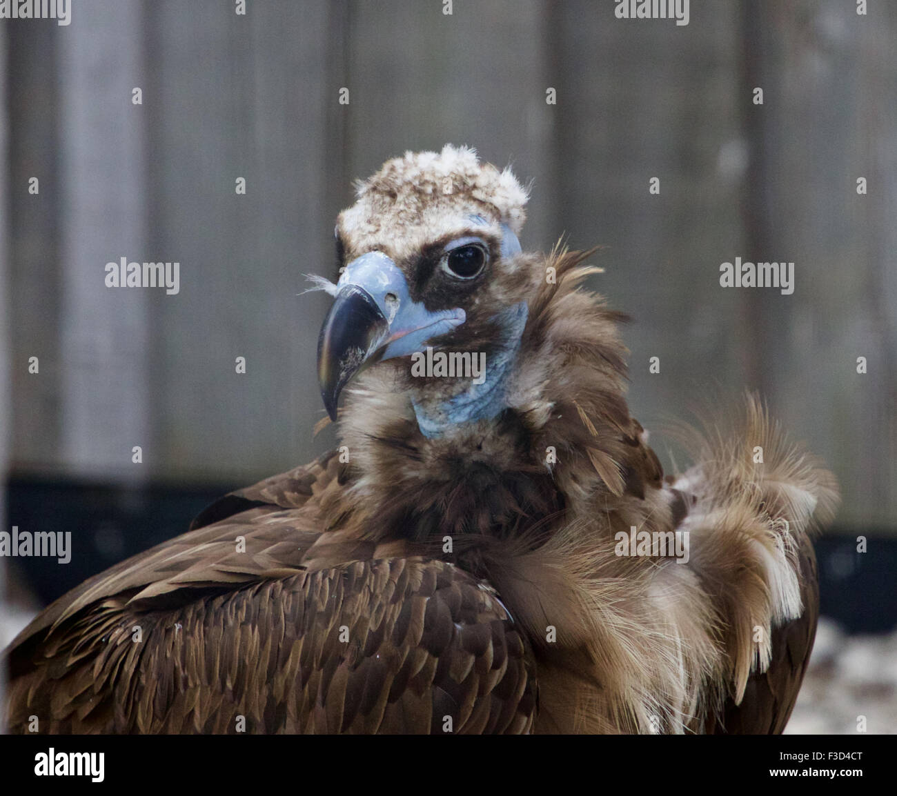 Background with the unique Cinereous vulture bird Stock Photo