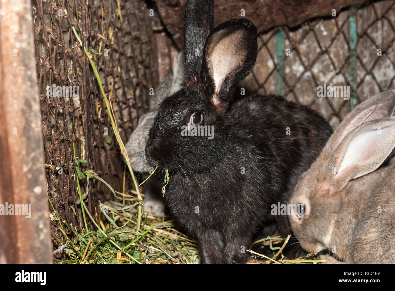 Rabbits inside the cage closeup. Romania Stock Photo Alamy