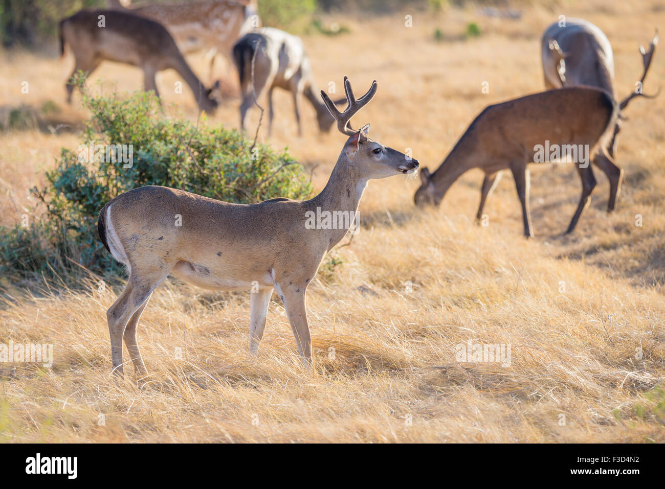Wild South Texas Whitetail deer buck in velvet Stock Photo