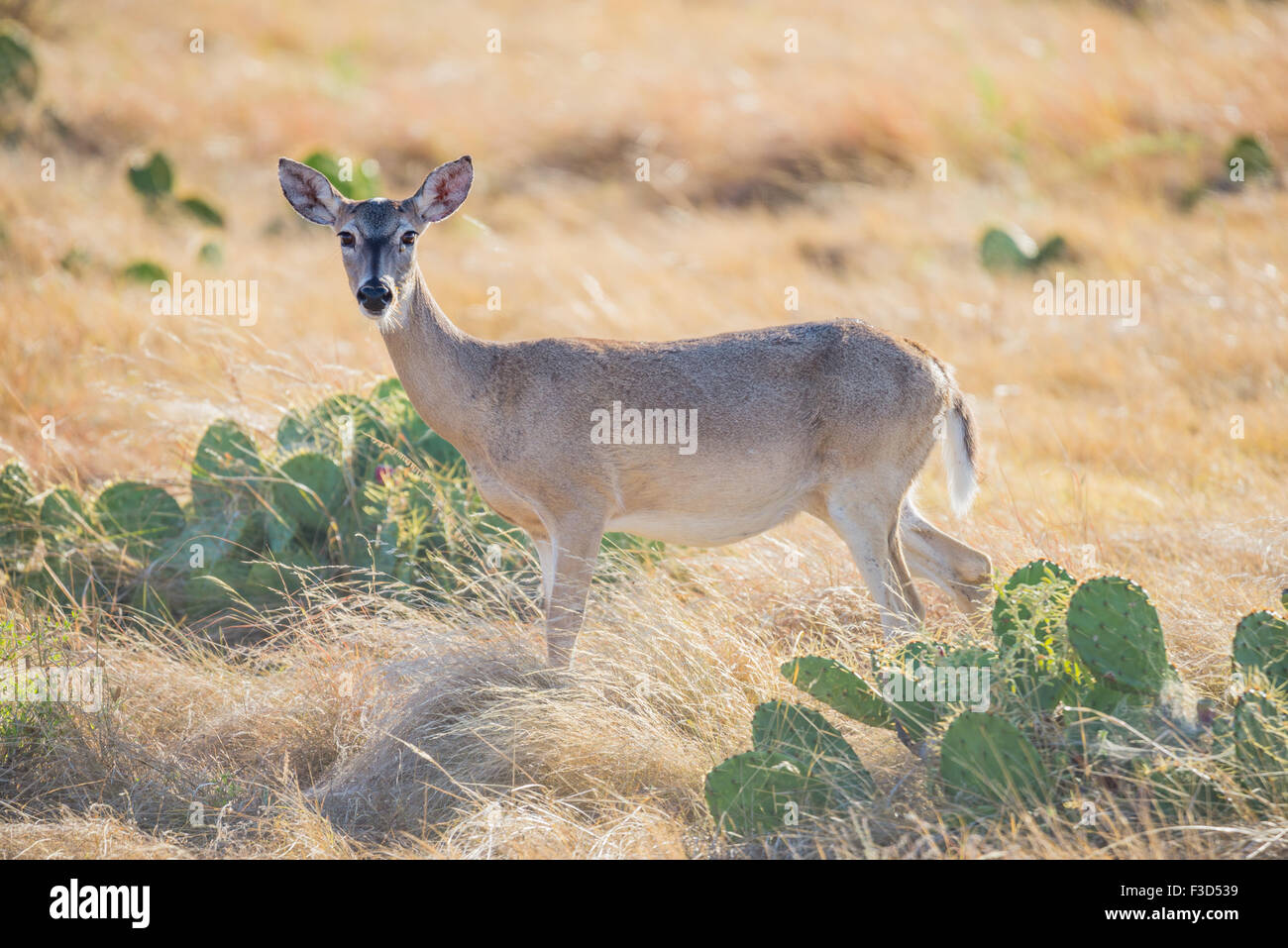 Whitetail deer texas hires stock photography and images Alamy