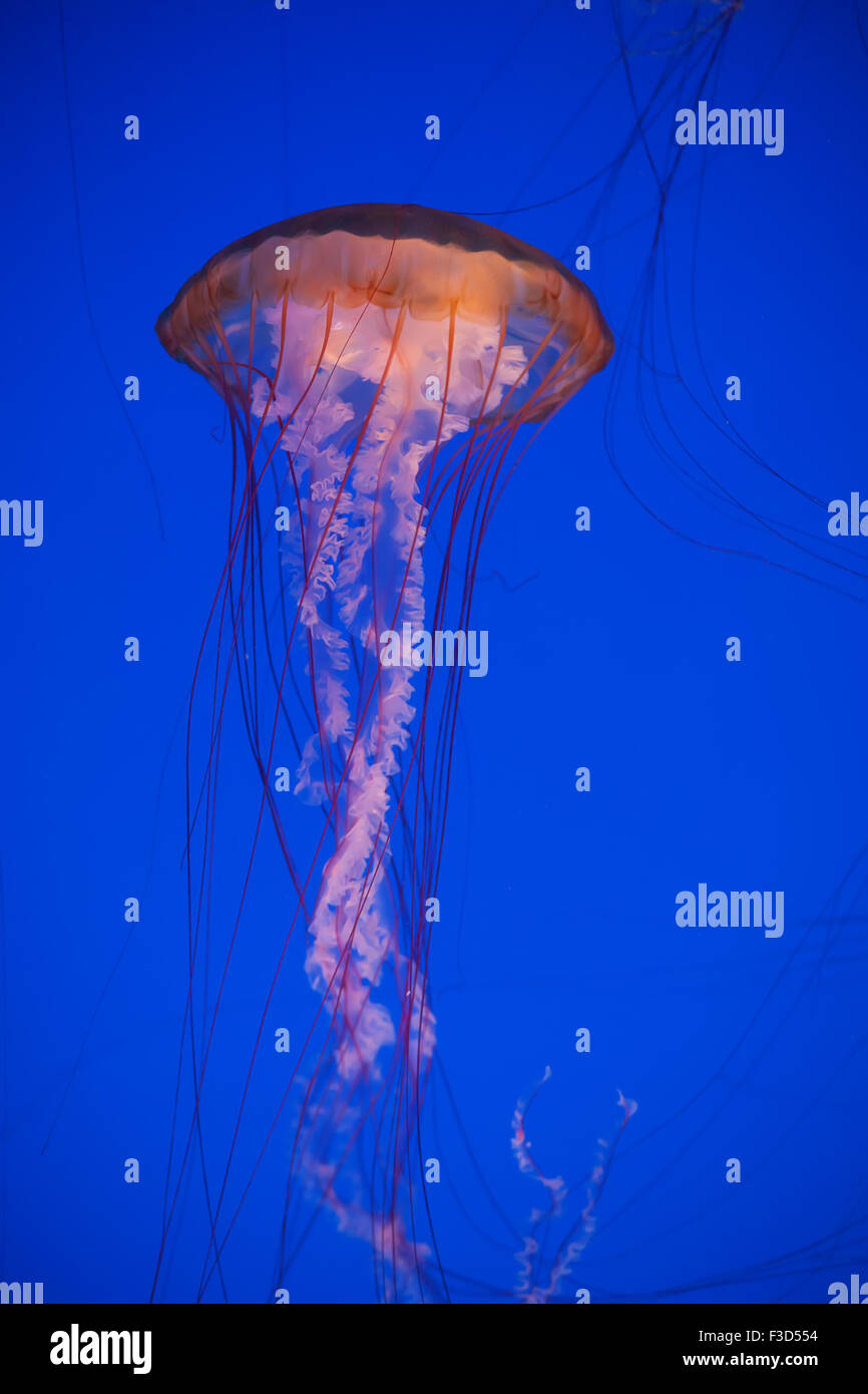 Jellyfish in the deep blue water Stock Photo - Alamy