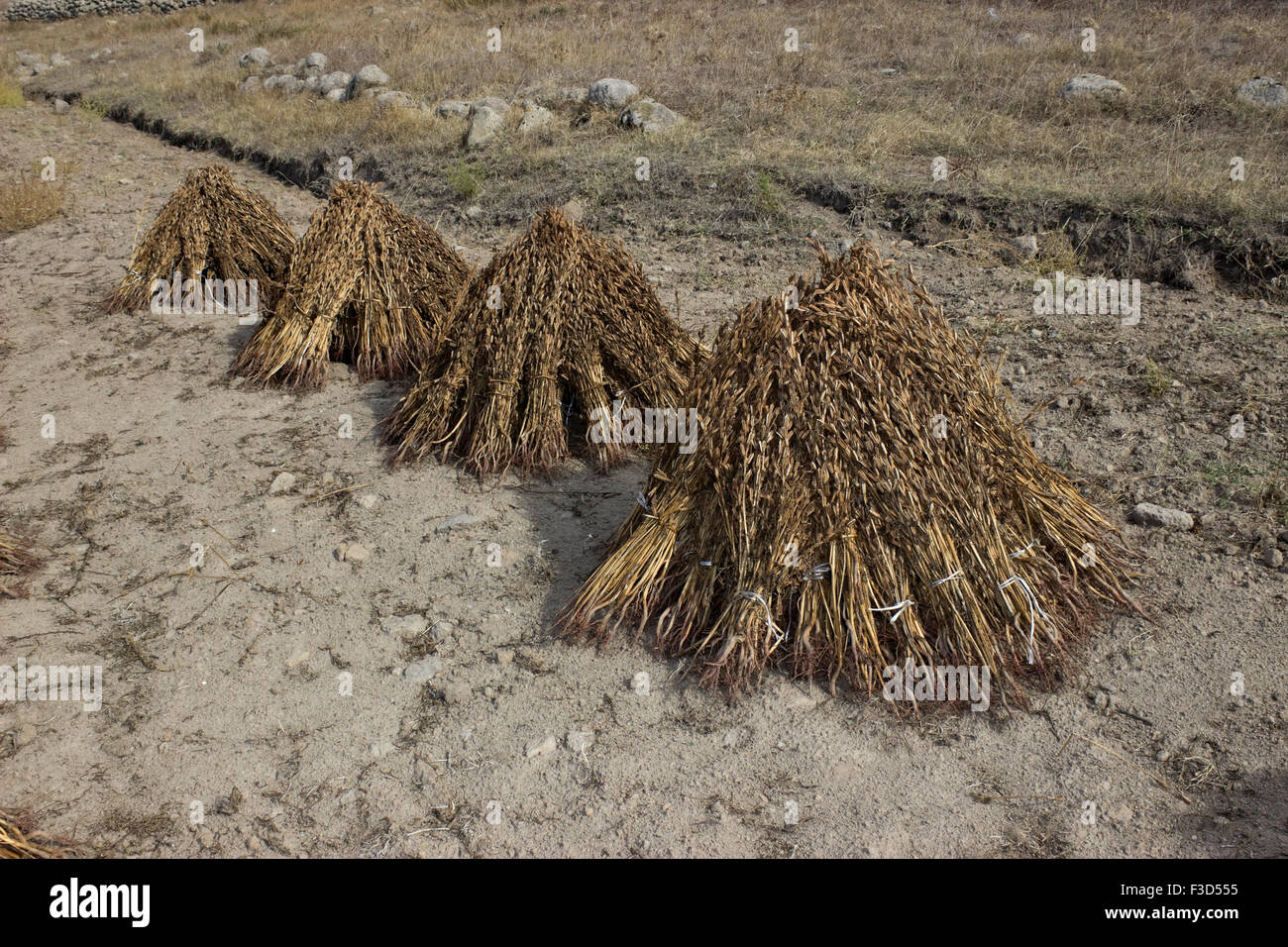 Row of harvested stooks of sesame seed pods (sesamum indicum) drying in