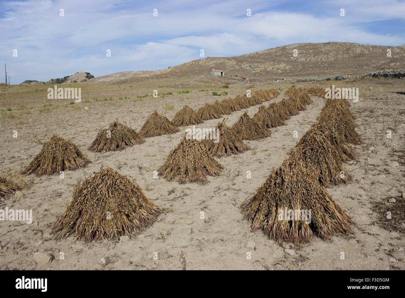Sesame seed pods and plant hires stock photography and images Alamy