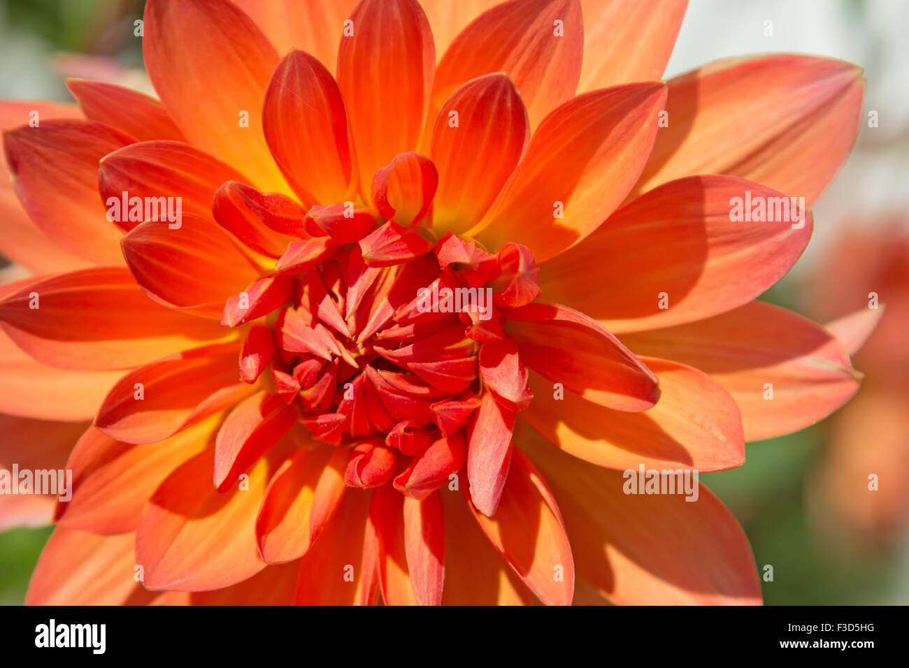 Colorful dahlia flower with morning dew drops Stock Photo