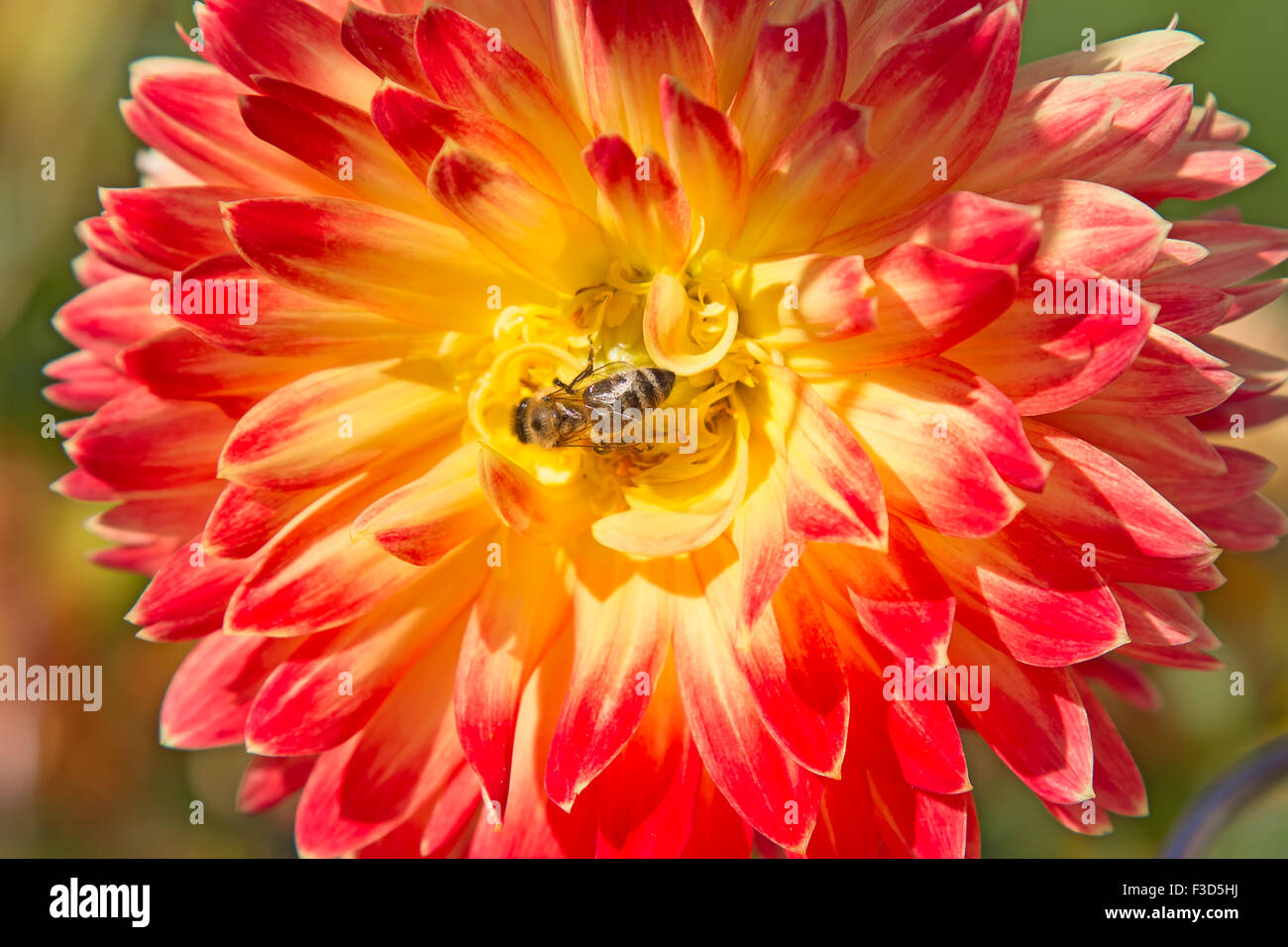Colorful dahlia flower with bee collecting honey Stock Photo