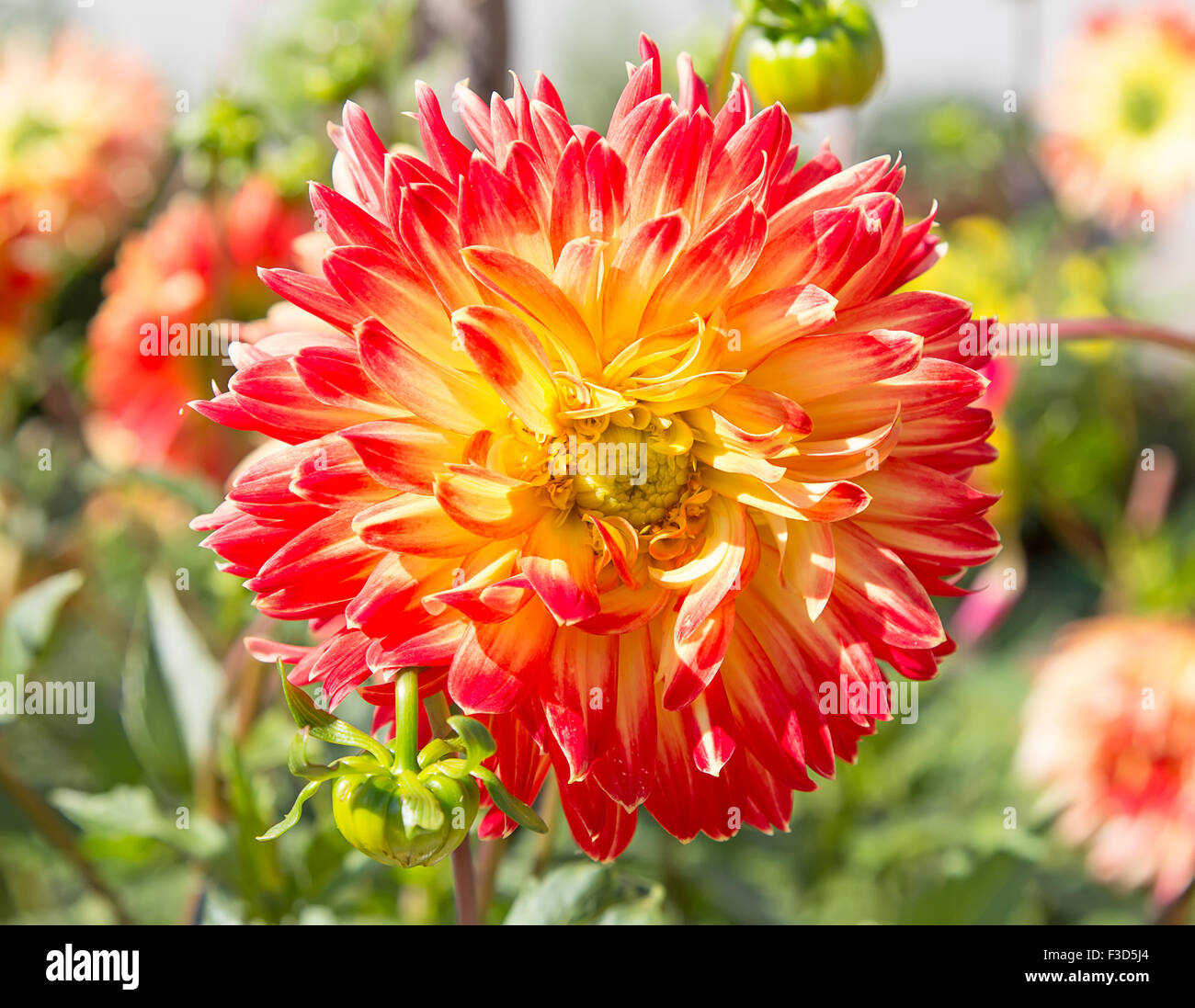 Colorful dahlia flower with morning dew drops Stock Photo