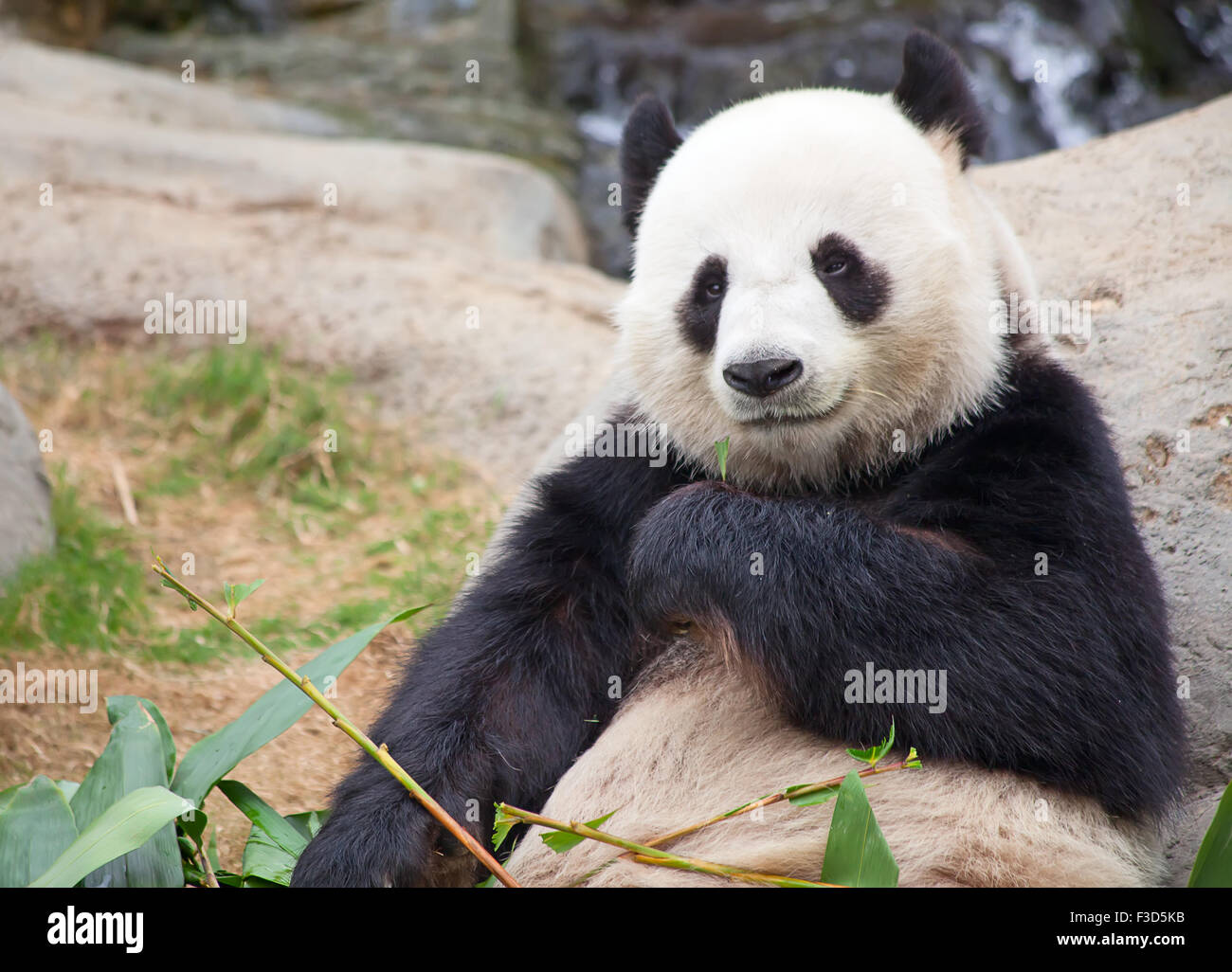 Giant panda bear eating bamboo leafs Stock Photo