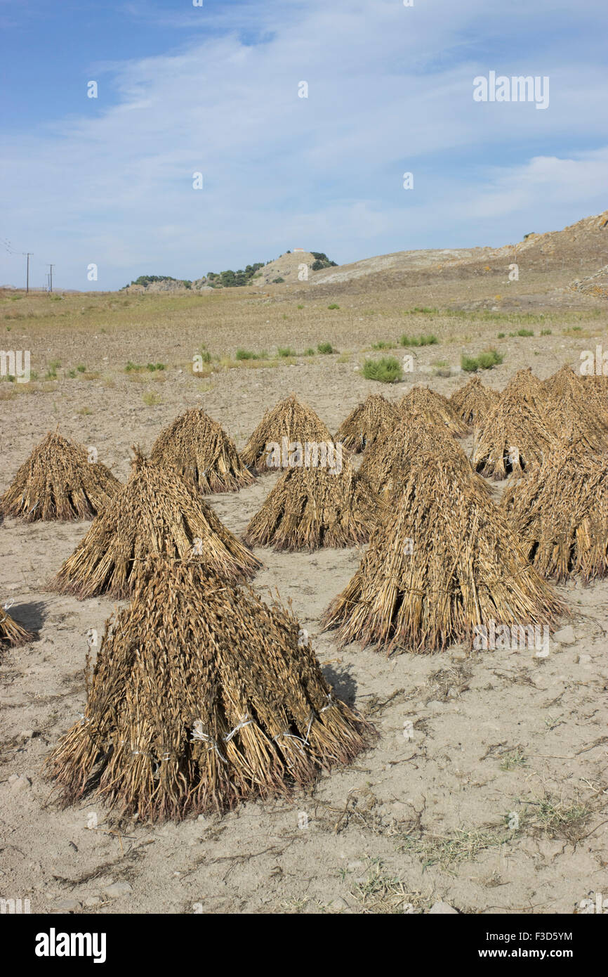 Mounds of Greek organic sesame seed pods (sesamum indicum) drying in