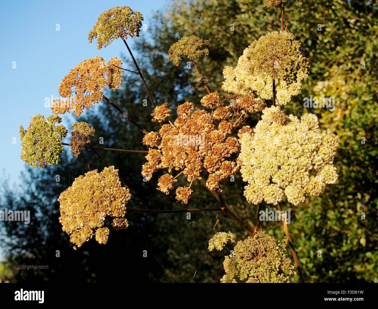 Common Hogweed Hi res Stock Photography And Images Alamy common-hogweed-hi-res-stock-photography-and-images-alamy