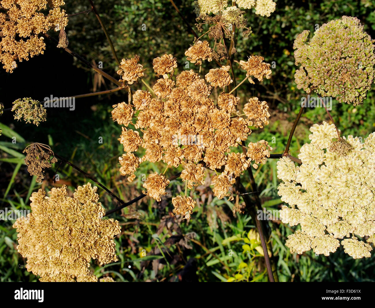 Colourful autumn seed heads of the common hogweed (sometimes called cow parsnip or cow weed) Stock Photo