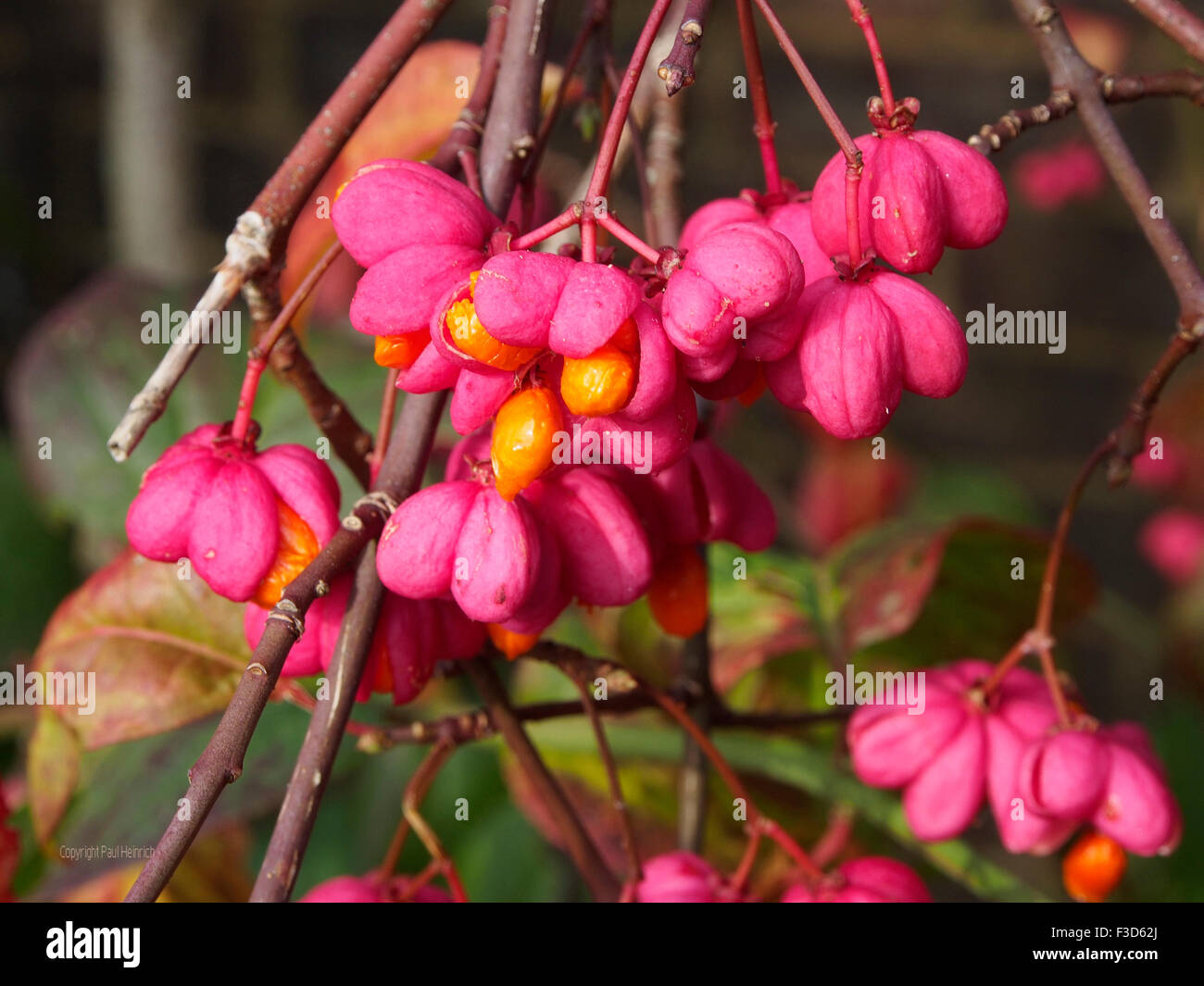 Euonymus europaeus (spindle, European spindle, common spindle) autumn leaves and bursting seed pods. Stock Photo