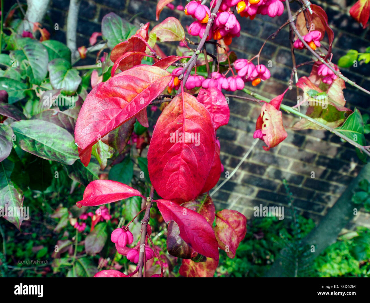 Euonymus europaeus (spindle, European spindle, common spindle) autumn leaves and bursting seed pods. Stock Photo