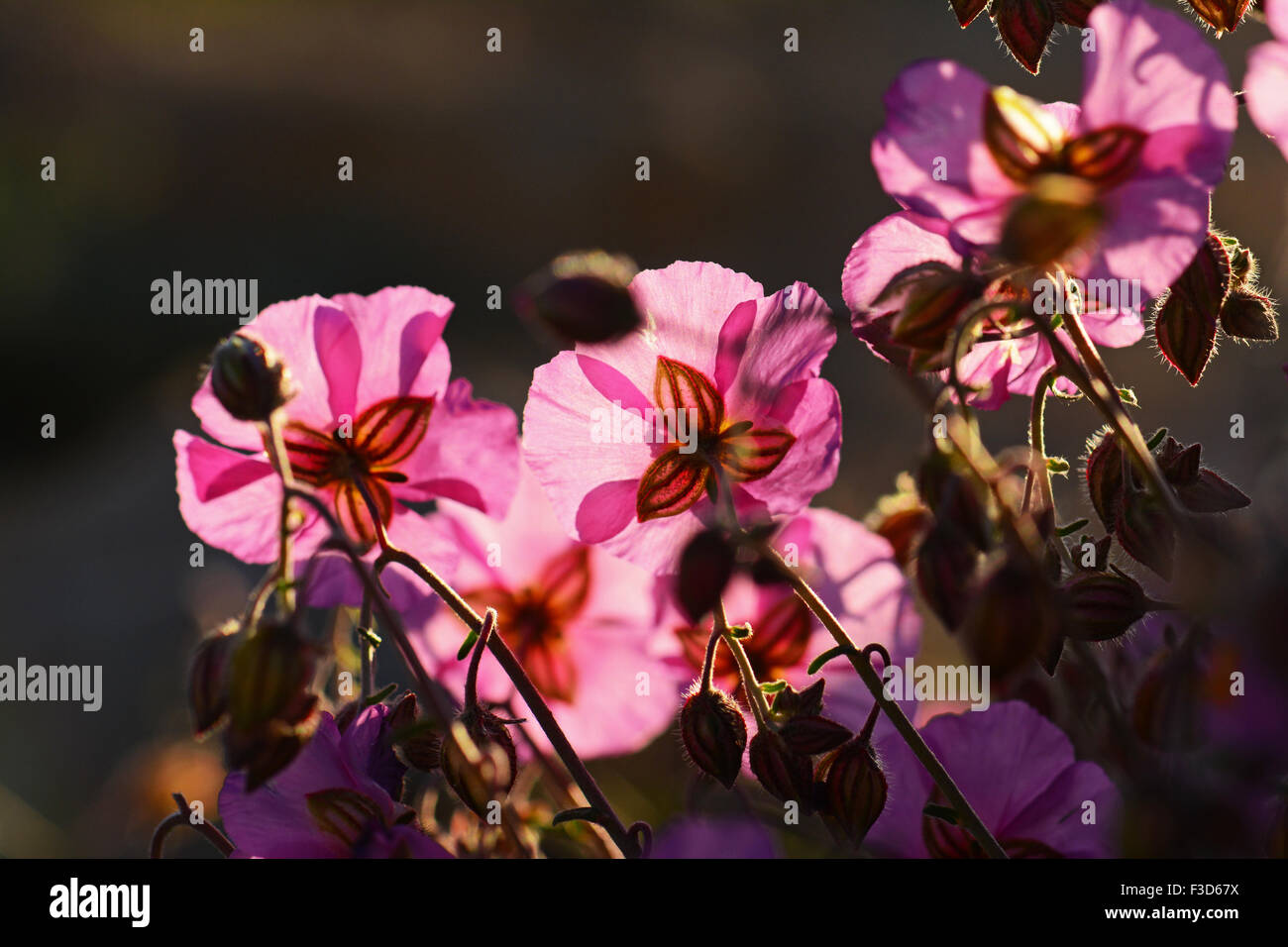Desert sunrose flower  Blooms Stock Photo