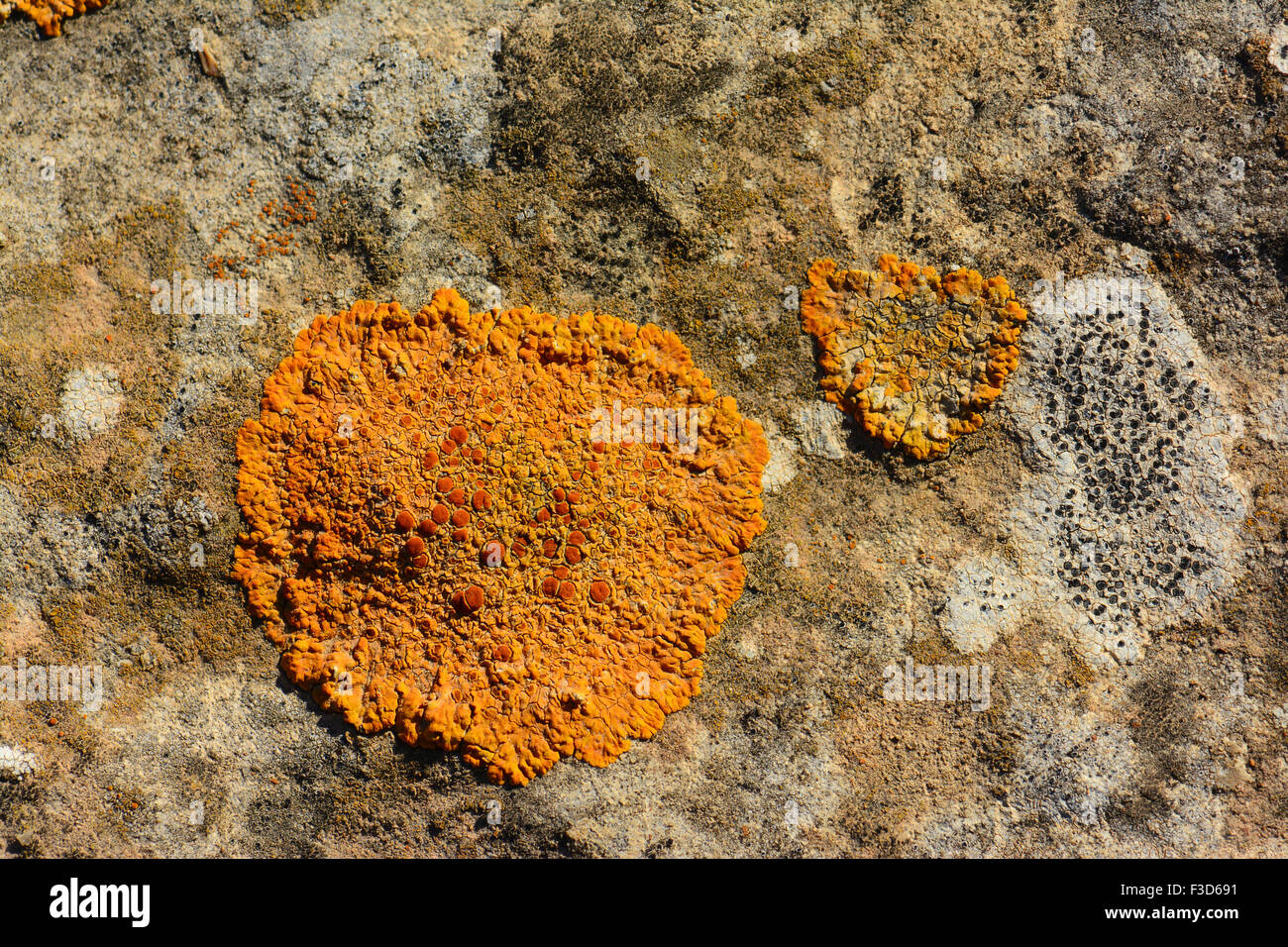 Lichen on a rock Stock Photo