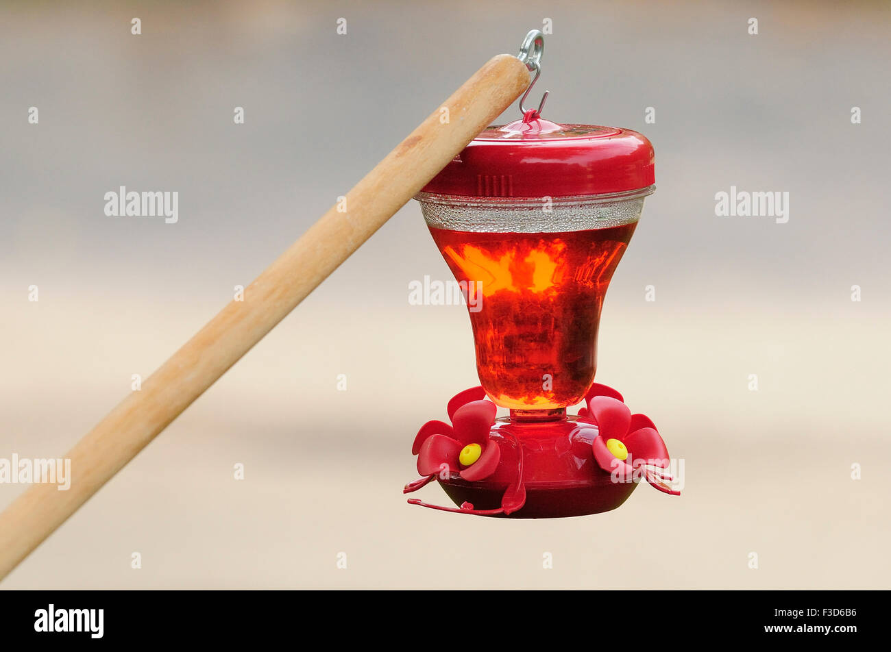 Hummingbird feeder hanging from tree post Stock Photo Alamy