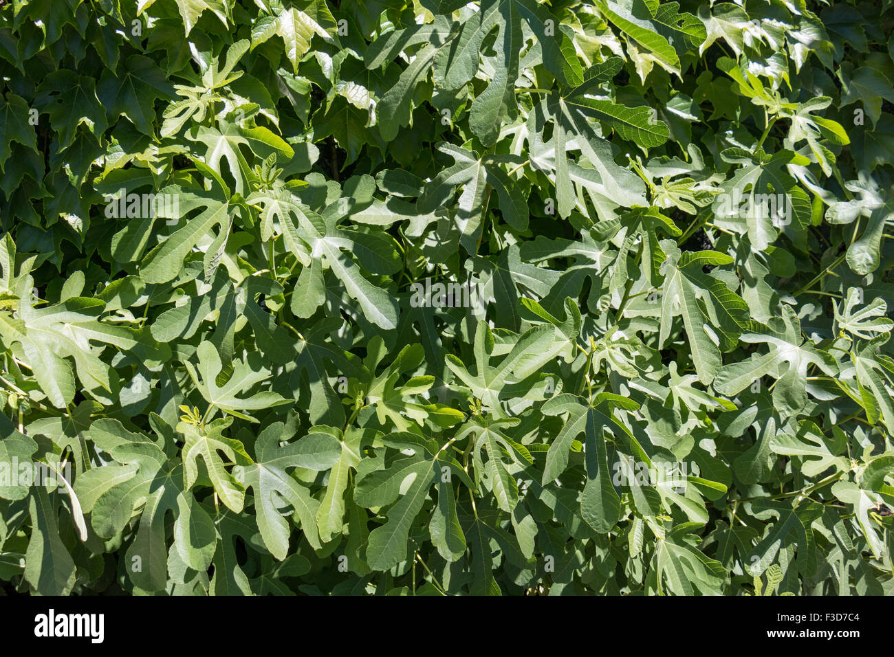 Leaves of a green fig tree, natural environment Stock Photo