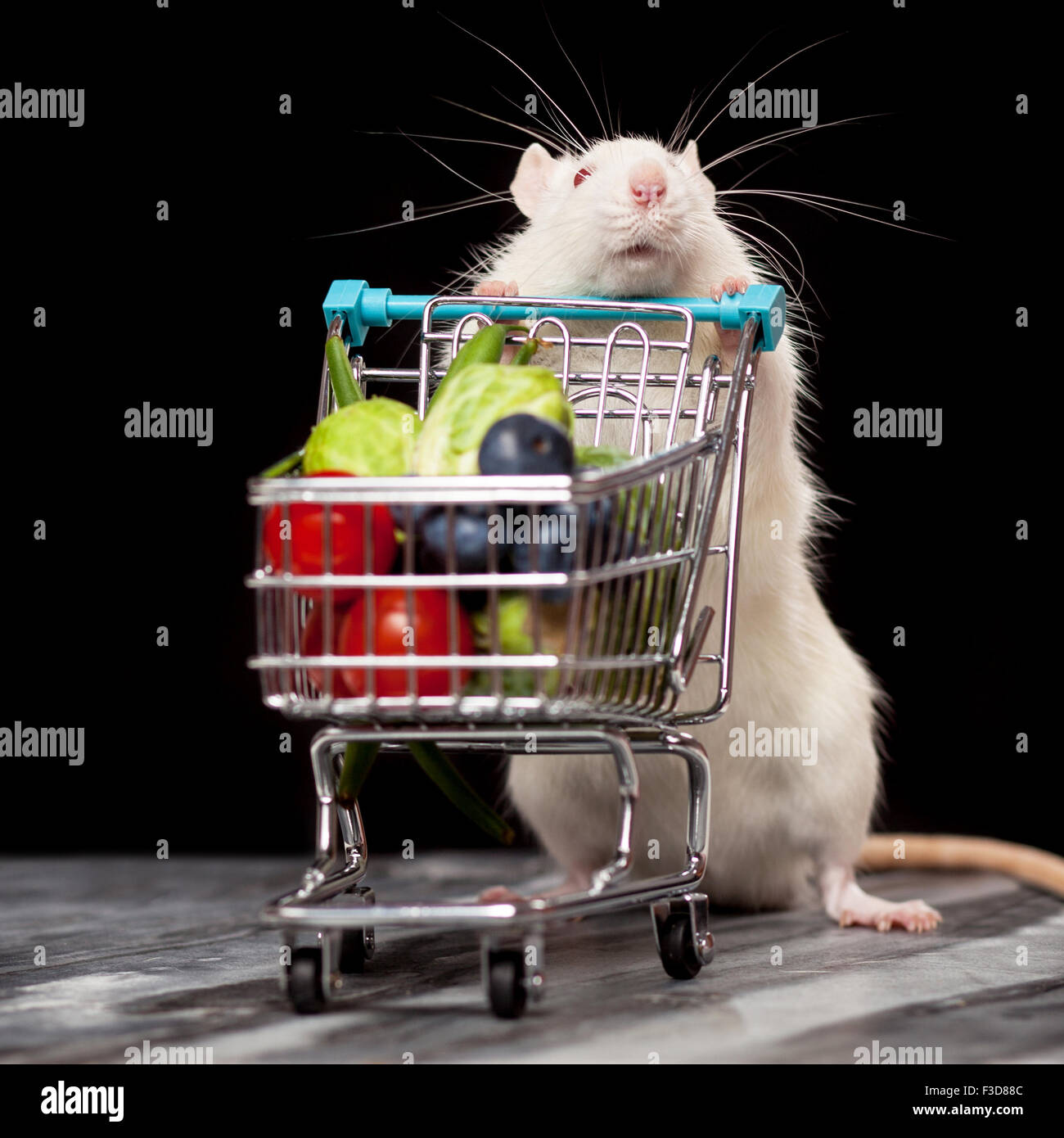 Cute rat with a shopping cart Stock Photo