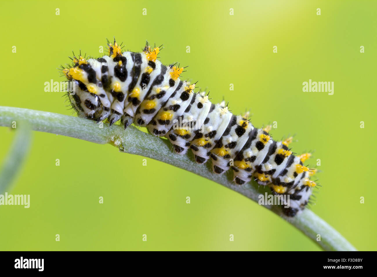 Swallowtail caterpillar at a very early stage. Stock Photo