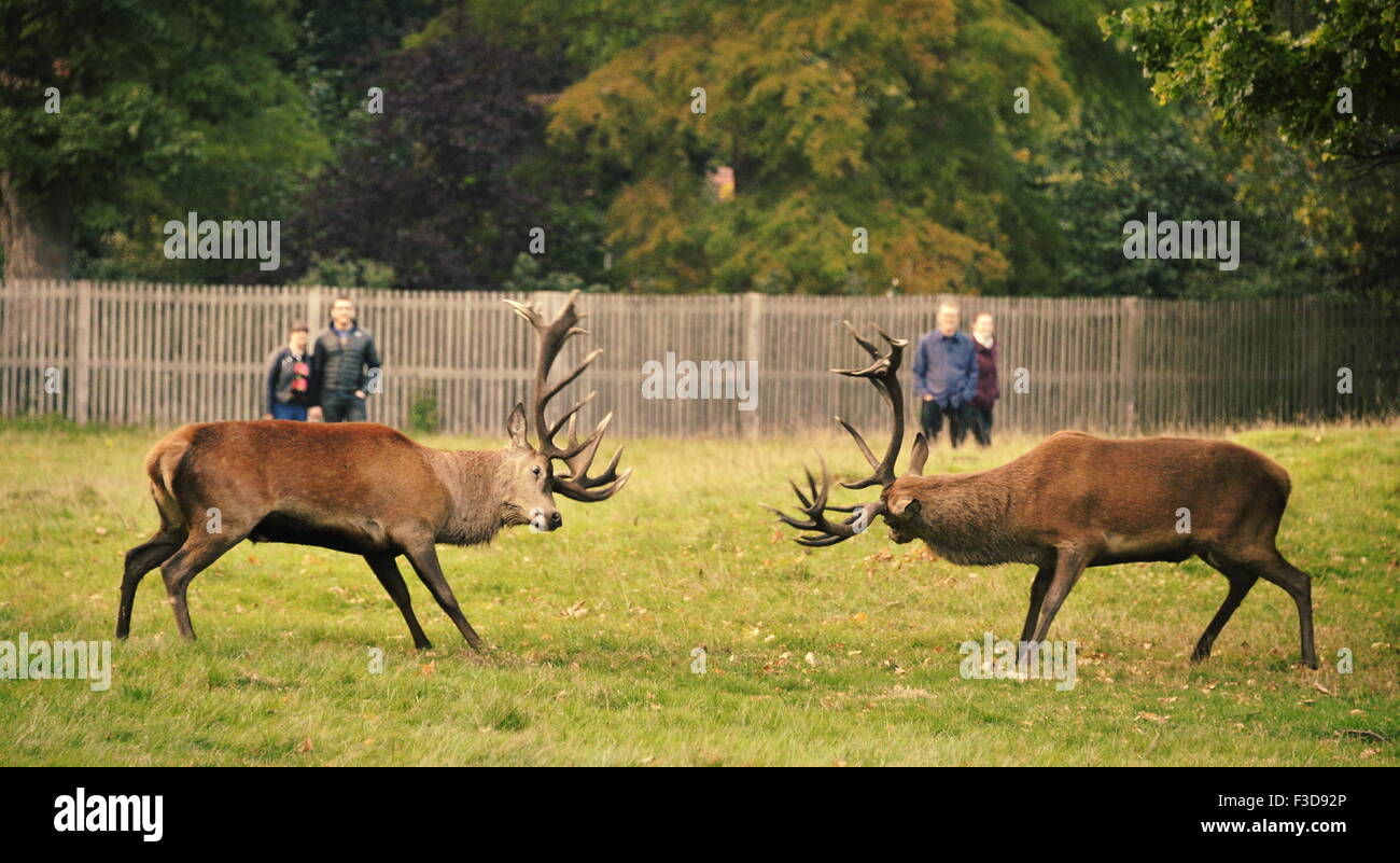 London, UK. 4th October, 2015. Stag Rut signals Autumn is here. Male deer compete for dominance of the herd as the mating season begins in Bushy Park, West London. Rutting Stags are heard belowing across the park before they encounter other male stags and lock antlers in a head to head fight to see who is the alpha male: 4 October 2015  Credit:  STUART WALKER/Alamy Live News Stock Photo