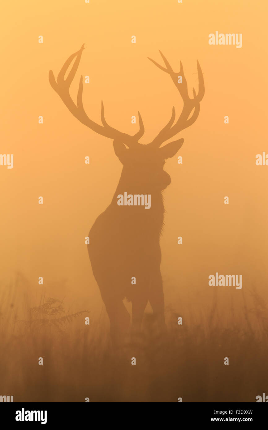 Stag at sunrise in Richmond Park Stock Photo