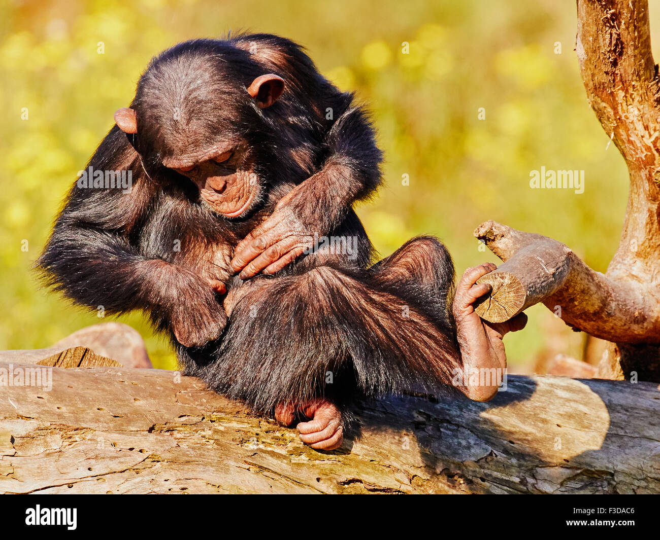 Young chimp on a fallen tree searching for fleas in his fur Stock Photo