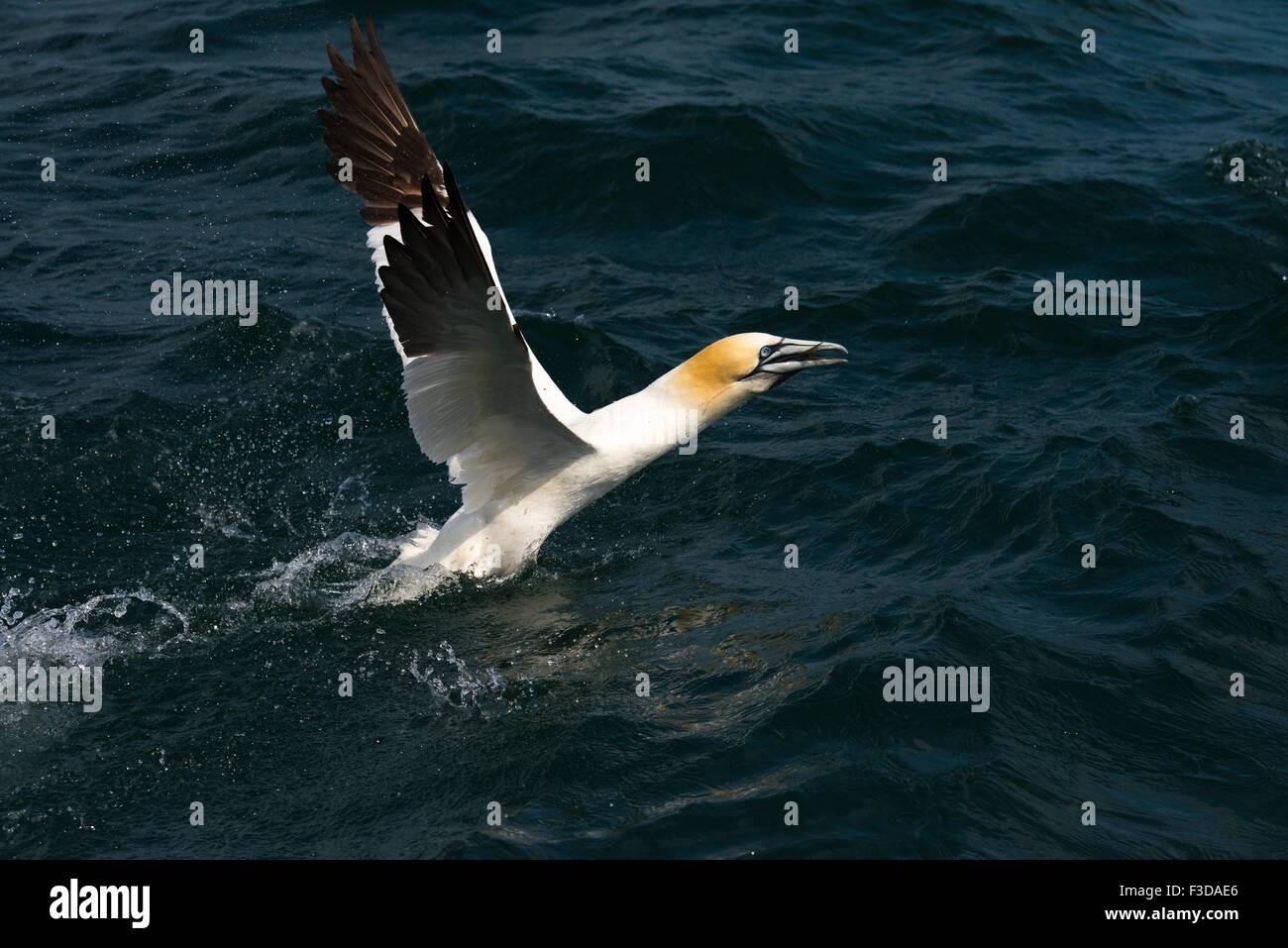 Gannet swallowing fish as it takes off Stock Photo