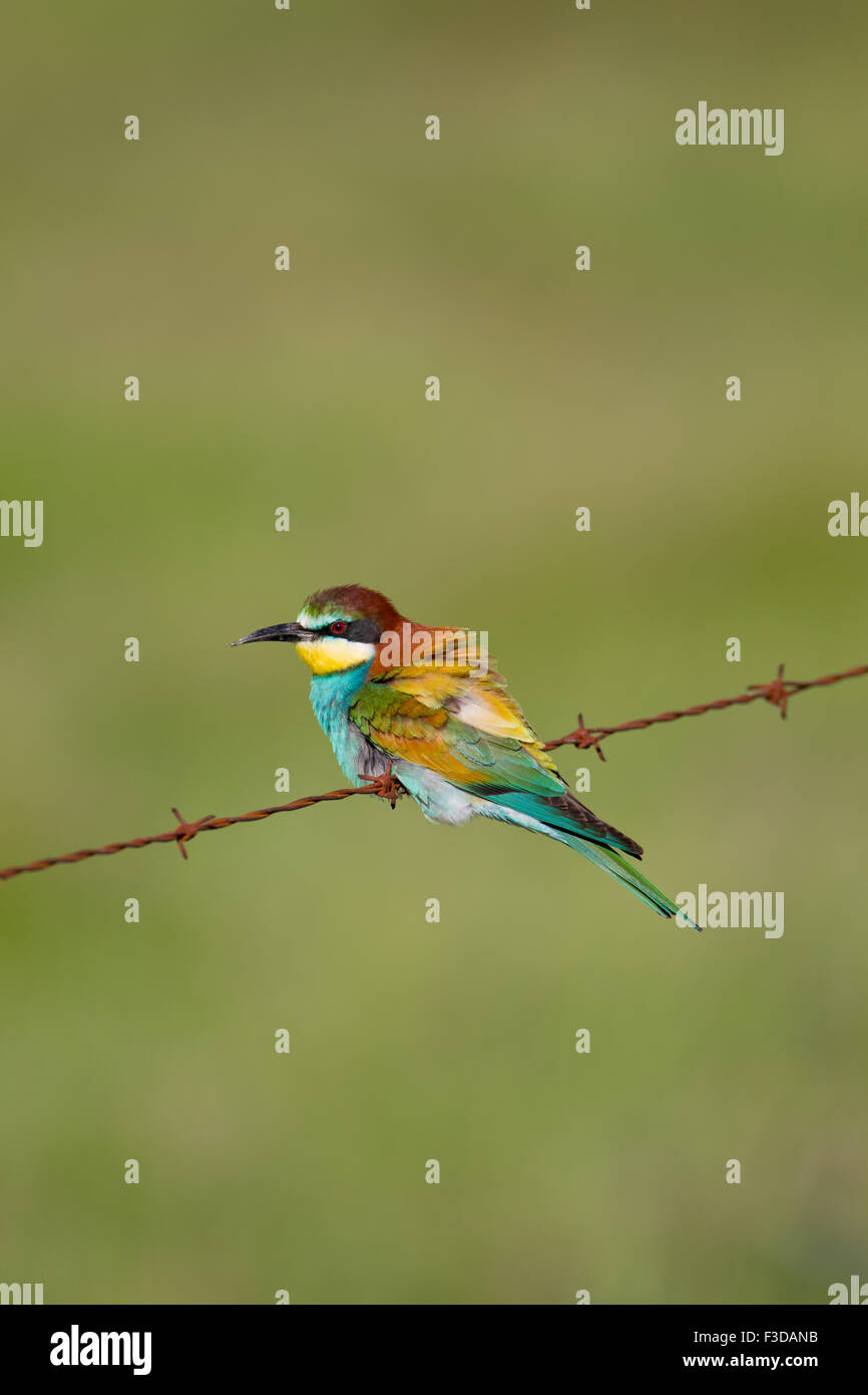 European Bee-eater (Merops apiaster) perched on fence, Extremadura, Spain Stock Photo