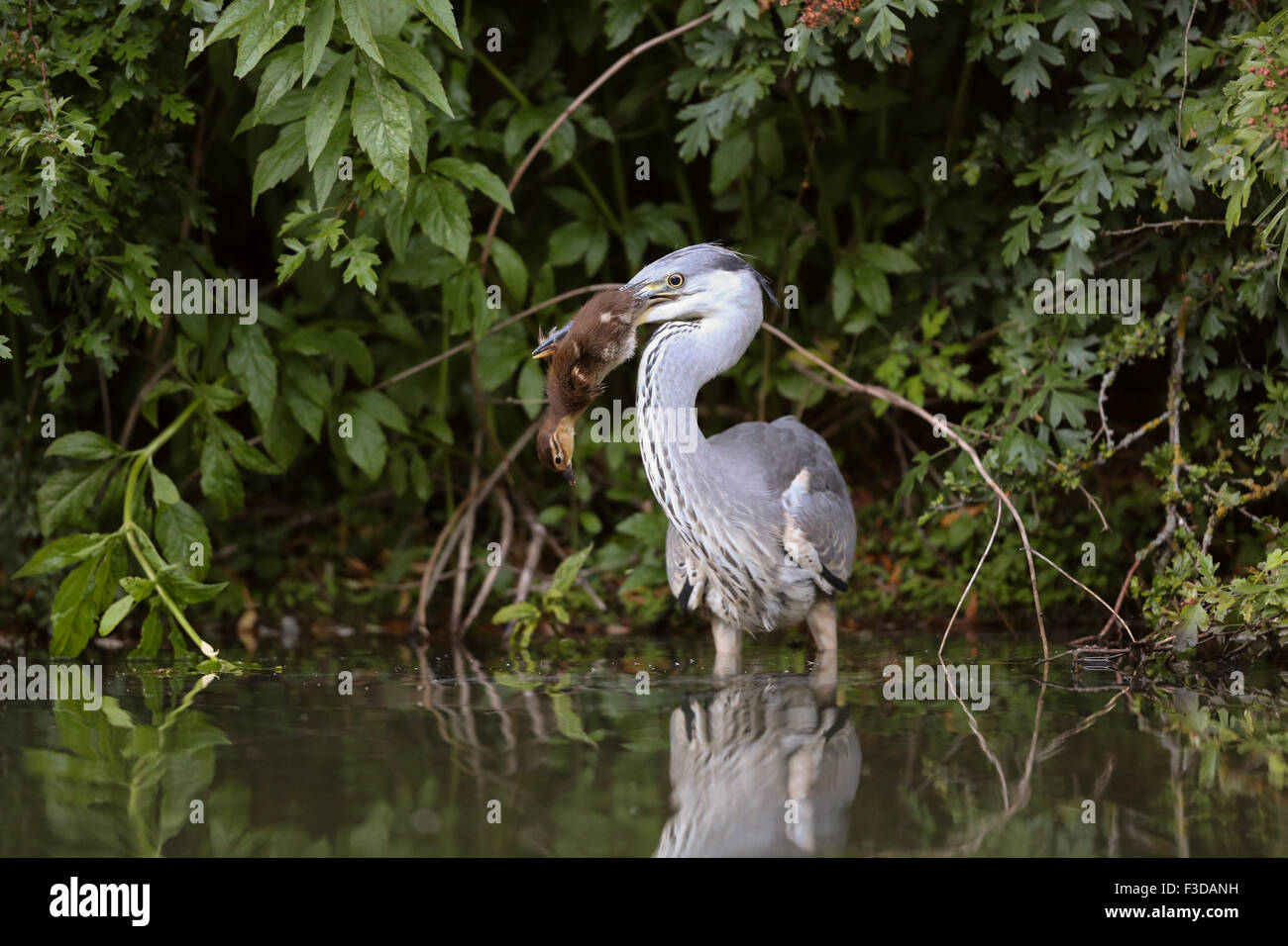 Heron eating a duckling Stock Photo Alamy