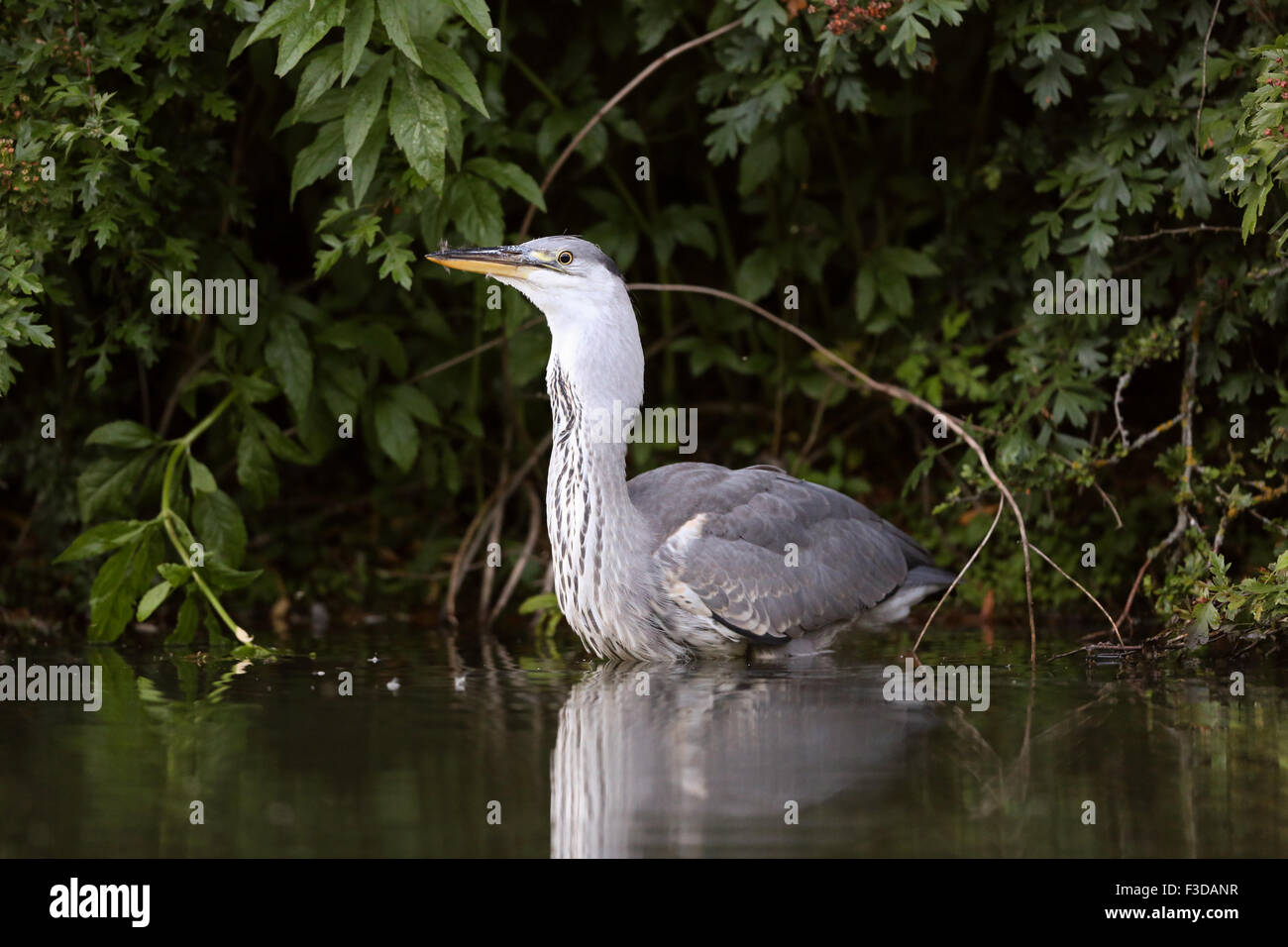 Heron swallowing a duckling Stock Photo - Alamy