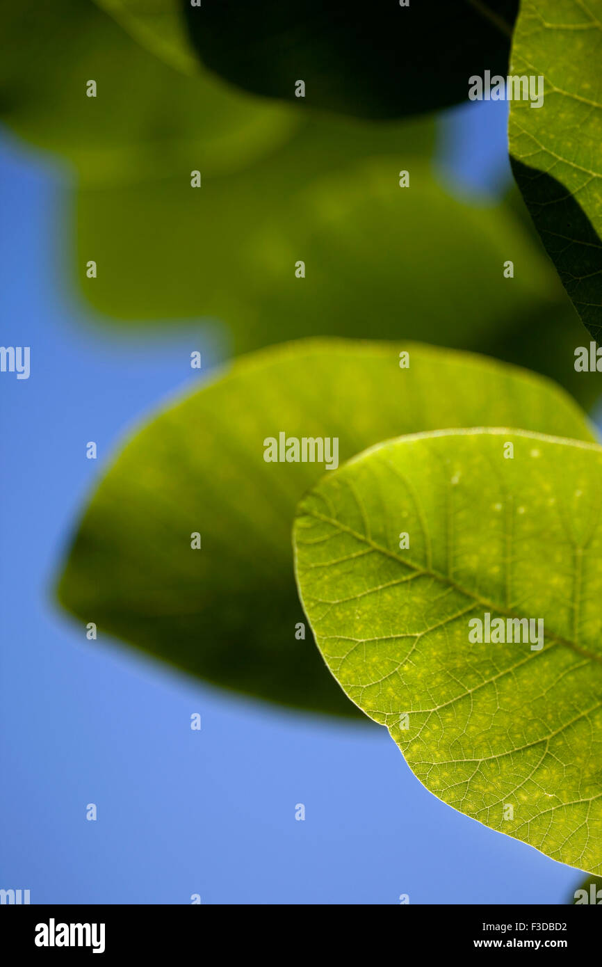 Close up of green leaves in a garden Stock Photo - Alamy