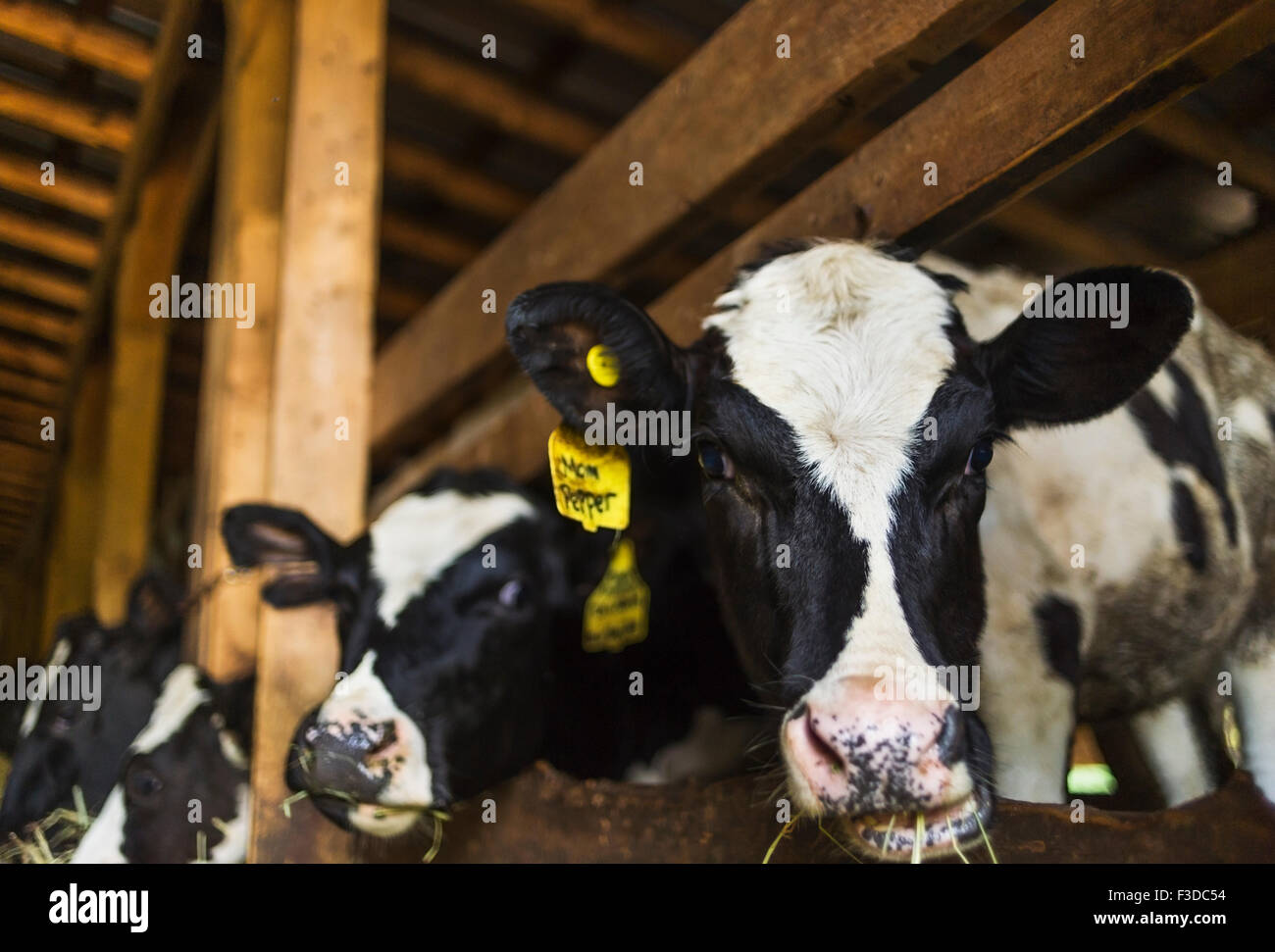Cows in barn Stock Photo Alamy