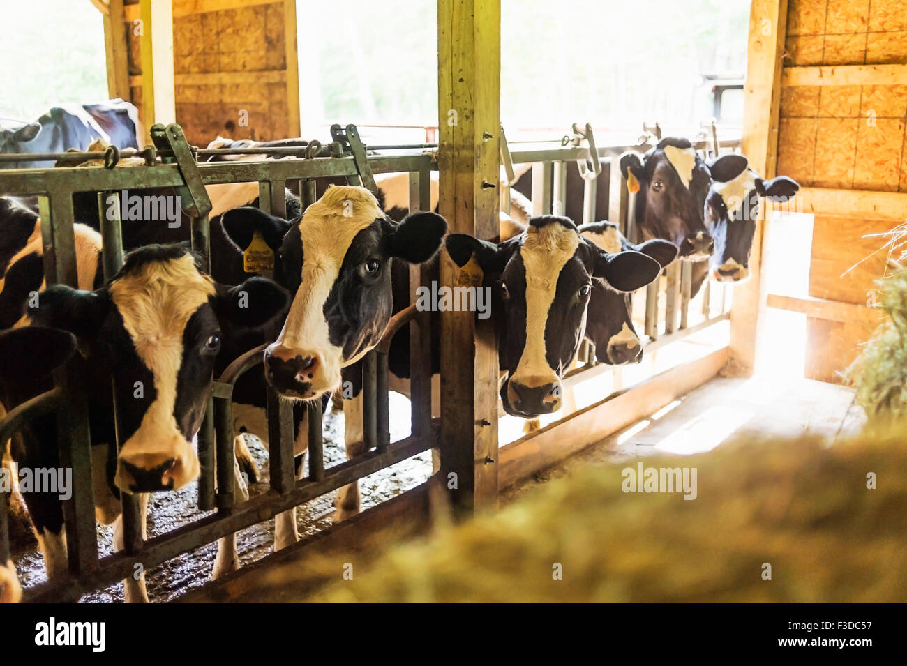 Cows in barn Stock Photo Alamy