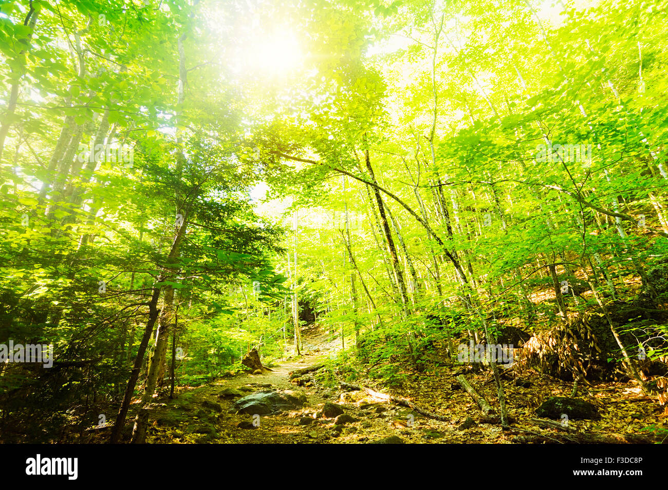 Green forest trees nature hi-res stock photography and images - Alamy