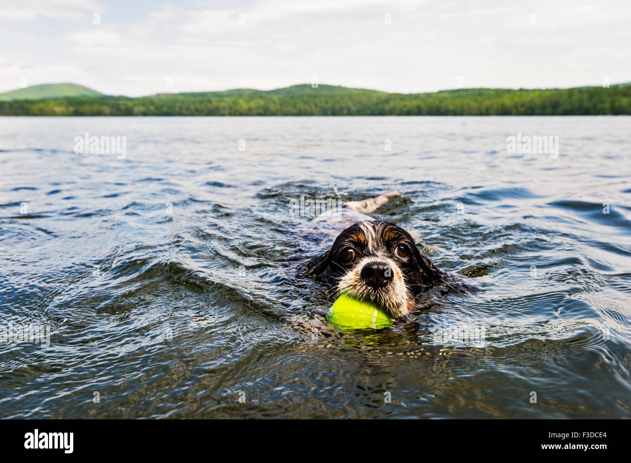 Dog swimming in lake holding ball in mouth Stock Photo