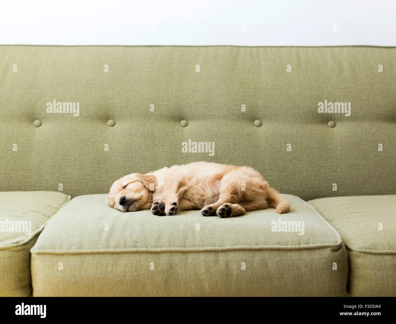 Is It Ok For Dog To Sleep On Couch