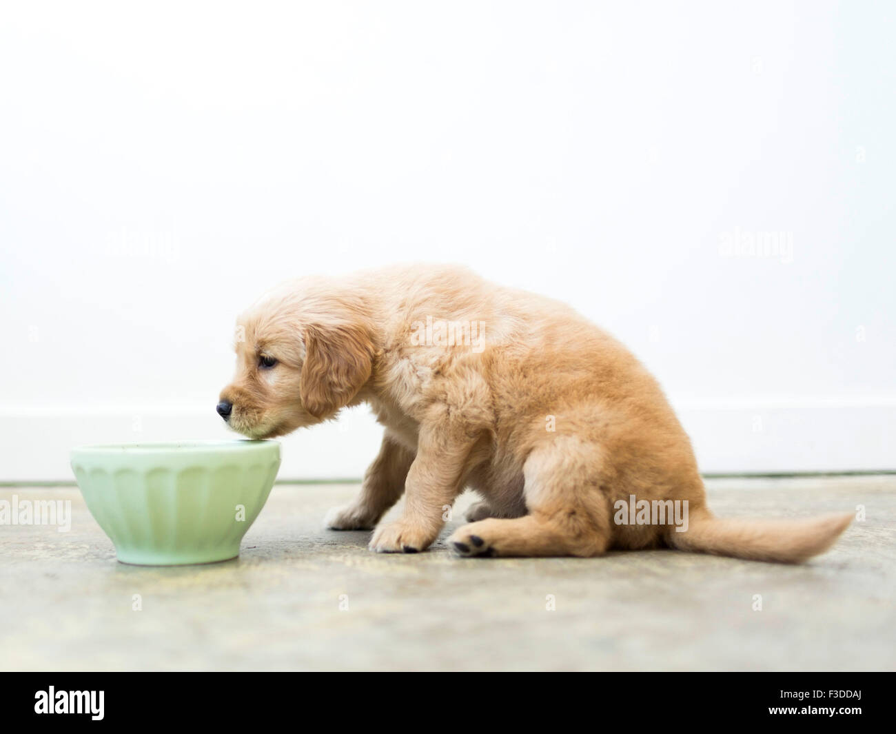 Golden Retriever puppy drinking water Stock Photo Alamy