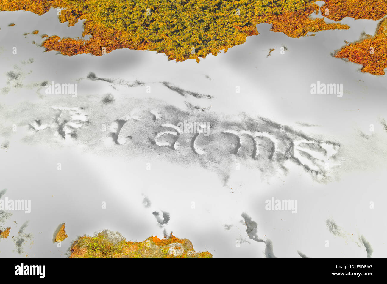 Je t’aime, French sentence written in capital letters on frozen white snow while brown weeds and moss in the foreground Stock Photo