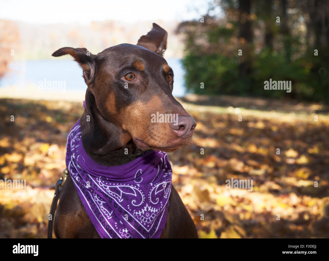 Doberman Pinscher large dog headshot wearing purple scarf looking to his left sitting on fall leaves in front of a lake. Stock Photo