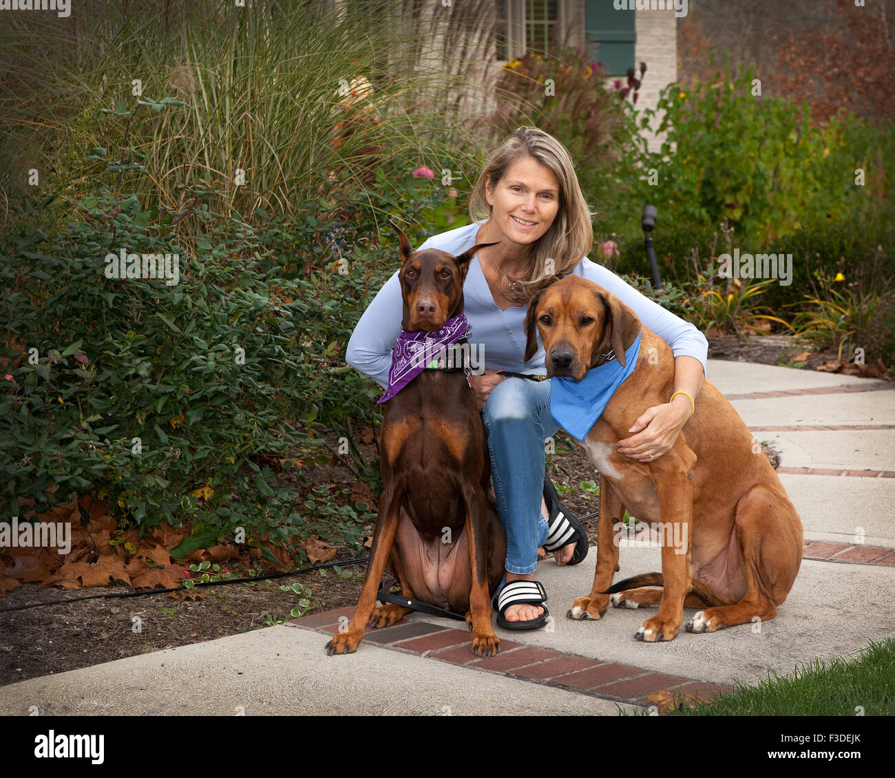Middle aged attractive woman on sidewalk with her 2 large pet dog companions. A space of green foilage, plants to her left side. Stock Photo