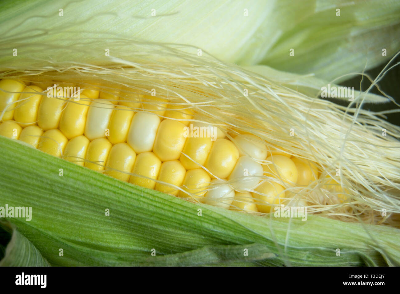 corn close up with husk Stock Photo Alamy