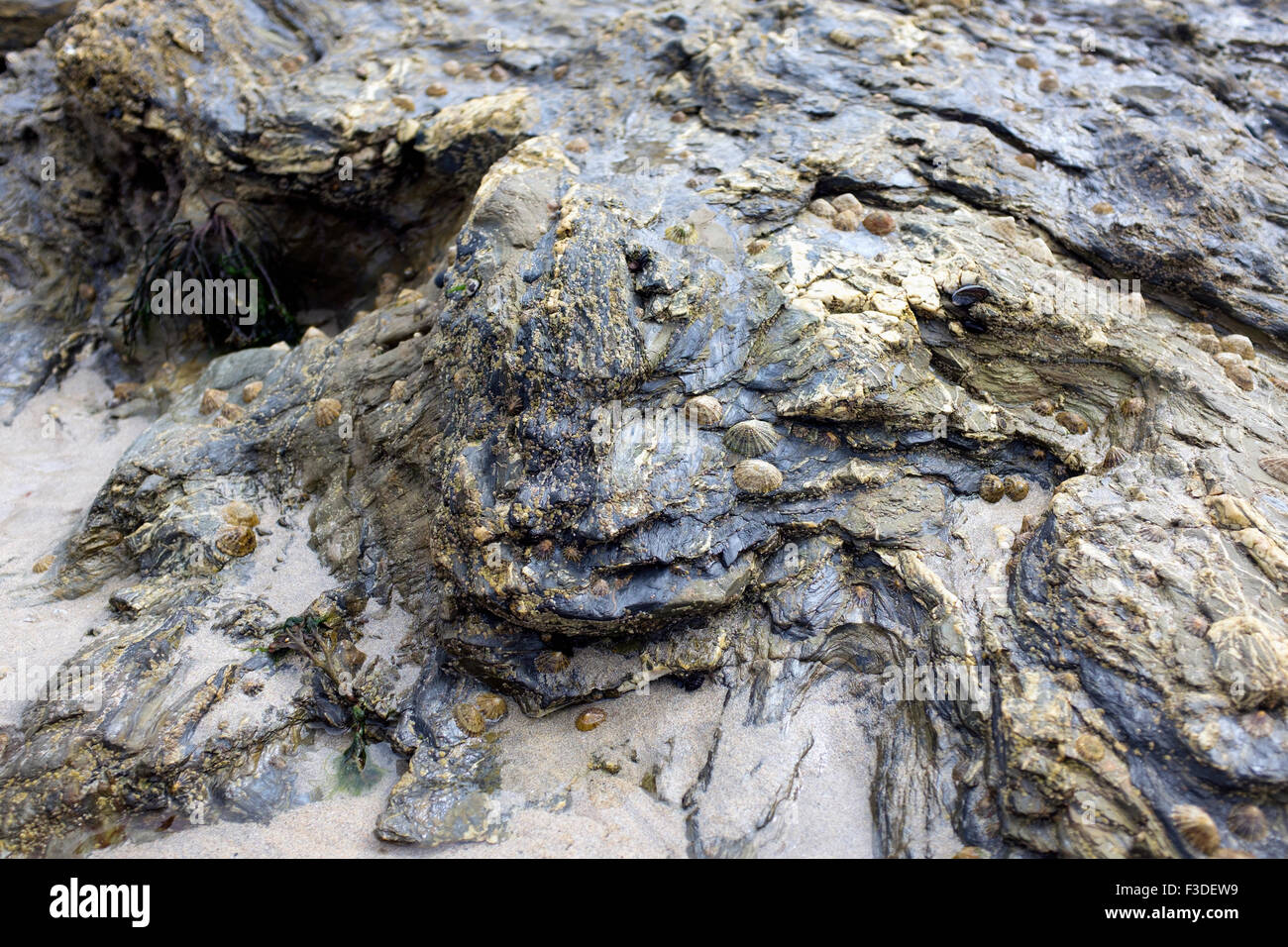 Limpets on rocks reveled by the low tide on Portreath beach in Cornwall. Stock Photo